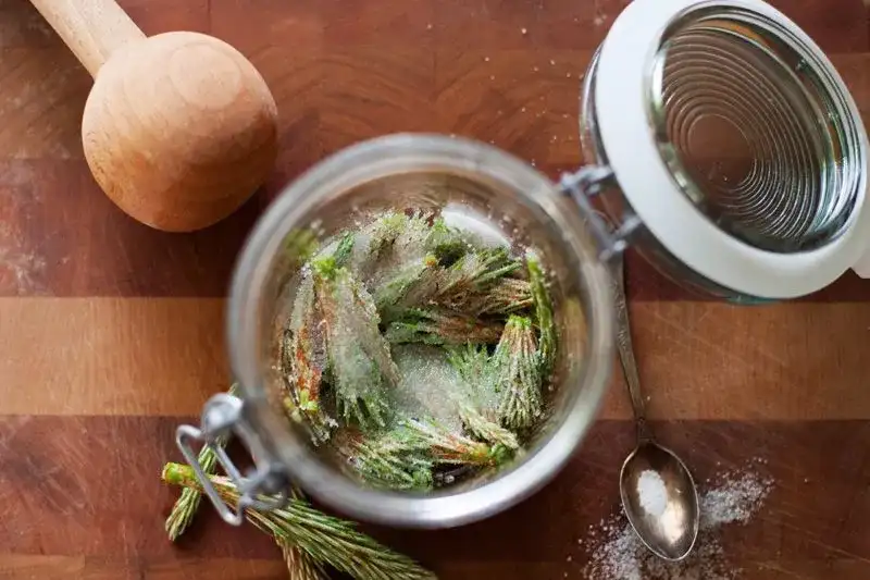 Nalewka z sosny: przepis, właściwości i zastosowanie na kaszel