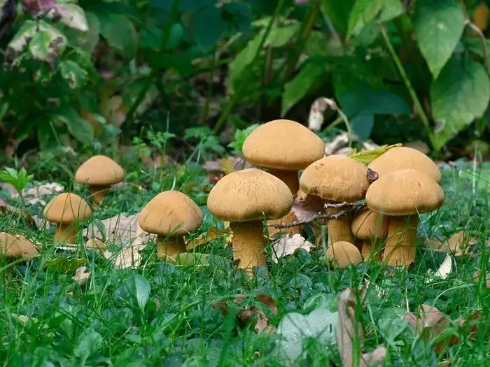 Śmiertelnie trujące żółte grzyby: jak je rozpoznać i uniknąć?