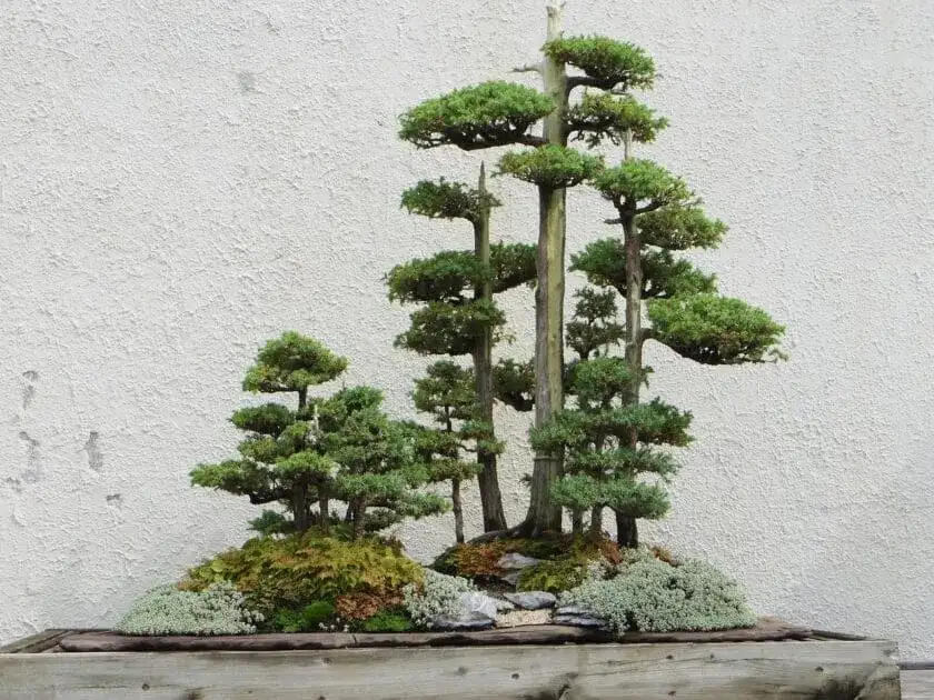 Jak zrobić bonsai z tui - proste kroki do pięknego drzewka bonsai