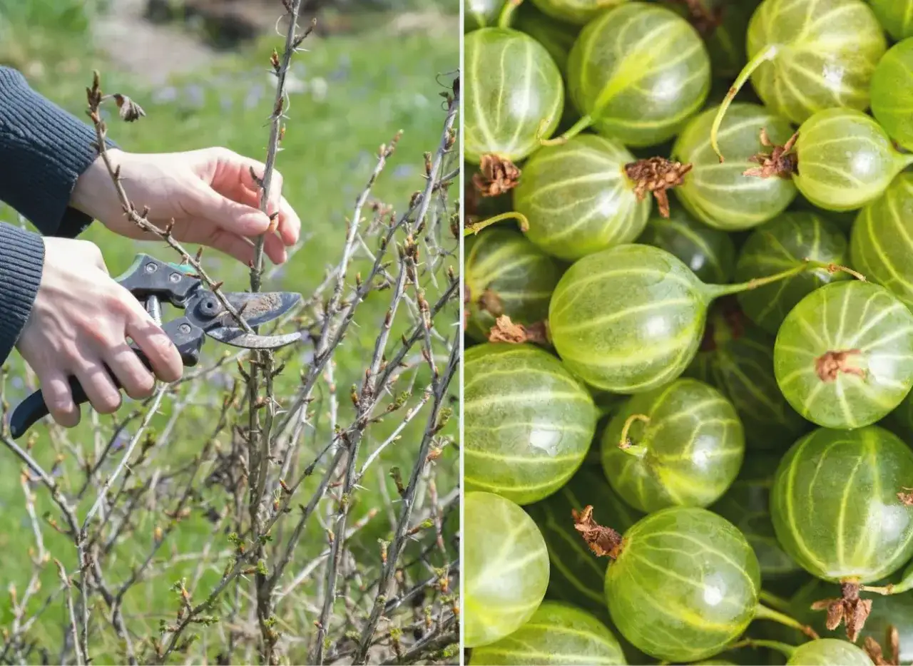 Jak przycinać agrest i kiedy - uniknij błędów w pielęgnacji