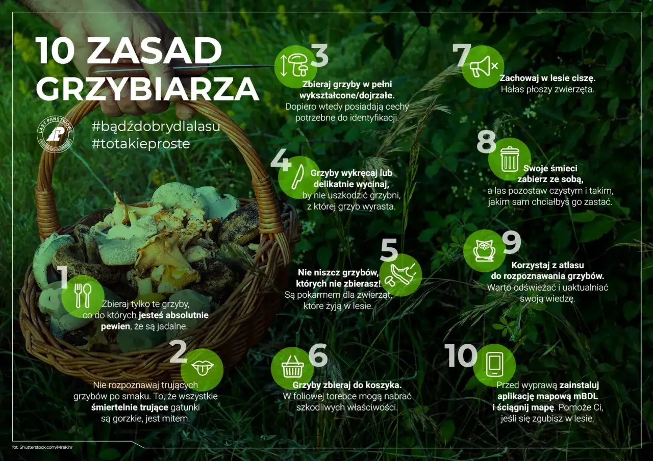 Koszyk pełen grzybów w lesie. 10 zasad grzybiarza: zbieraj dojrzałe, wykręcaj, nie niszcz, zachowaj ciszę, zabierz śmieci, korzystaj z atlasu i map.