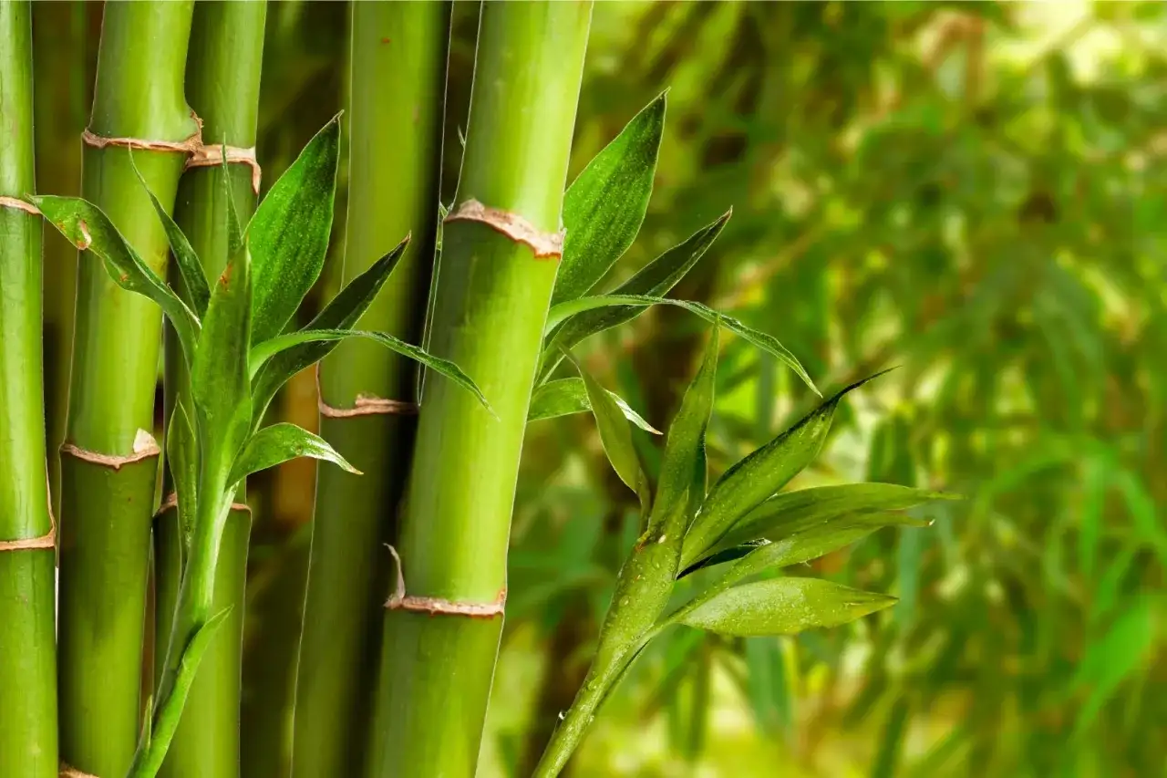 Czy można malować bambus? Oto wszystko, co musisz wiedzieć!