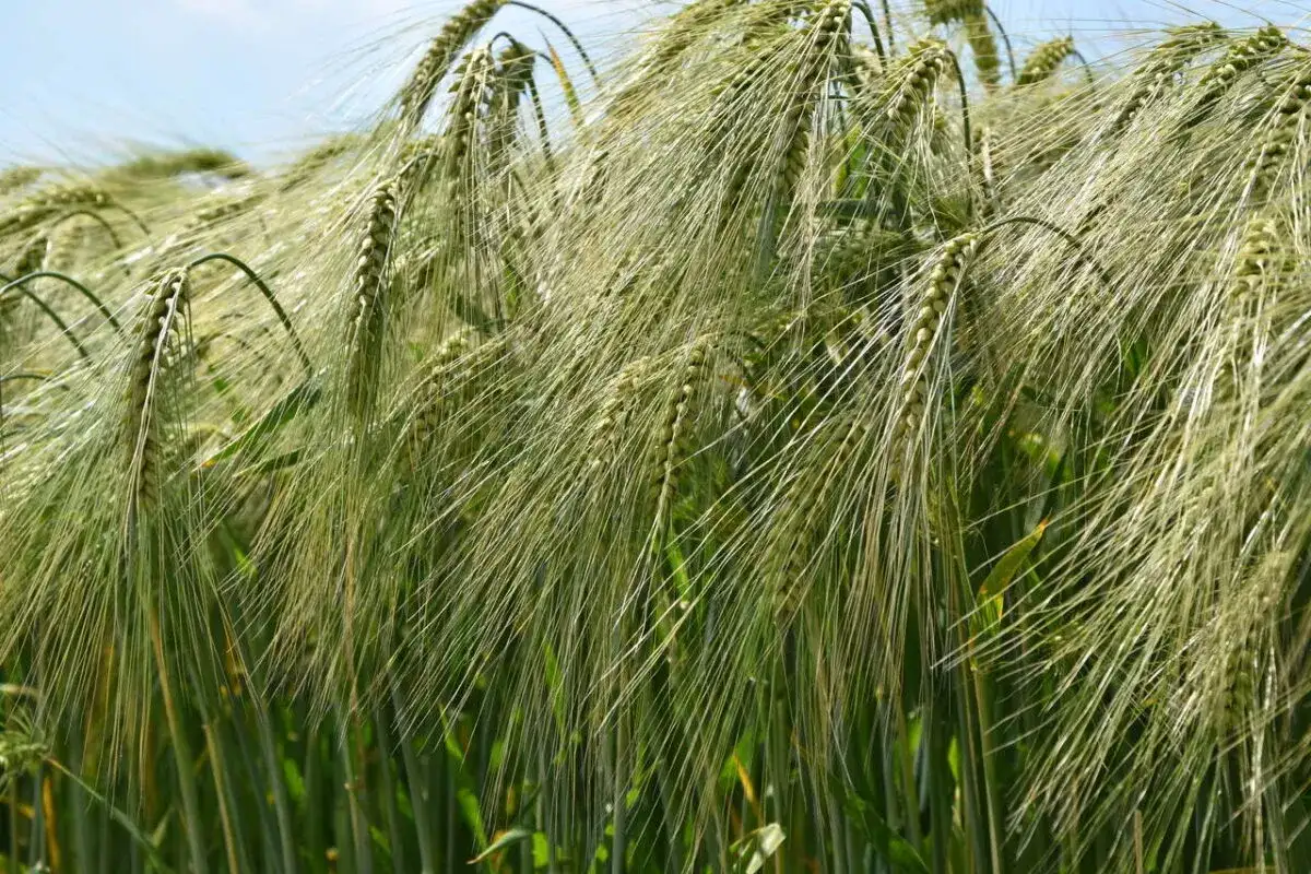 Co uprawia się w Polsce? Odkryj najważniejsze rośliny i ich znaczenie