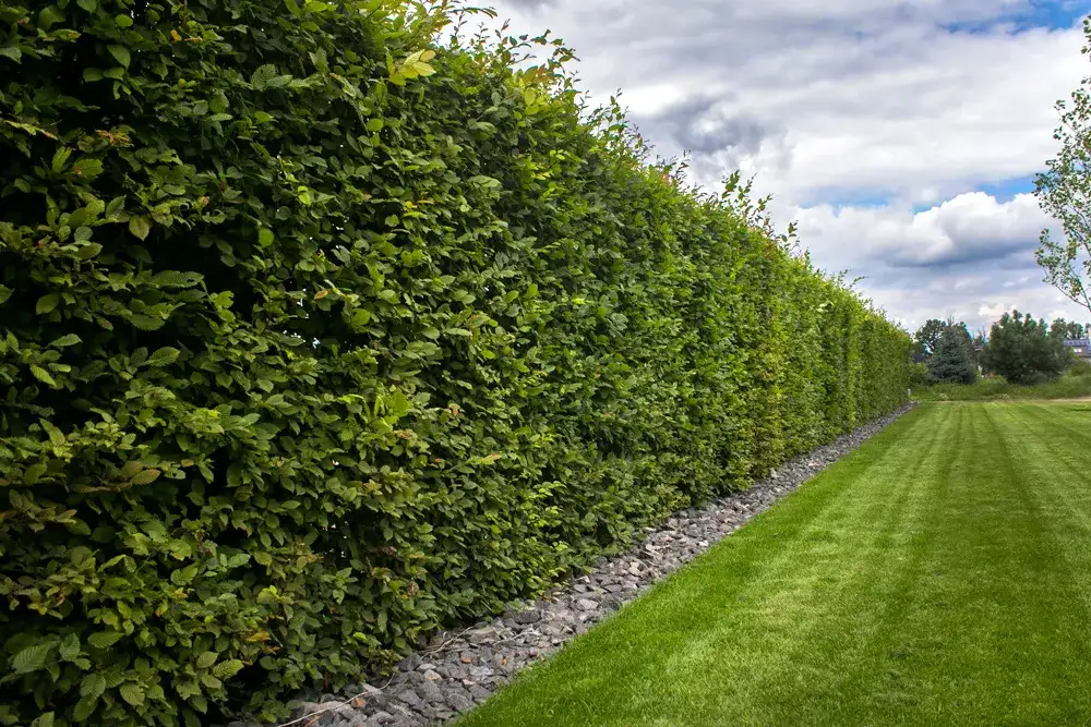 Najlepsze krzewy na żywopłot szybko rosnący - wybierz idealne rośliny