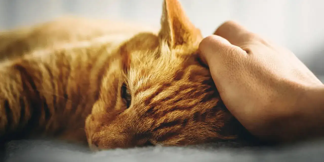 Niewydolność nerek u kota: co robić, gdy pojawiają się objawy?