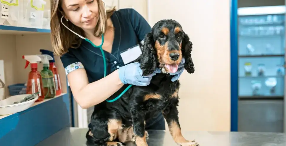 Co robi weterynarz? Kluczowe zadania i usługi dla Twojego zwierzaka