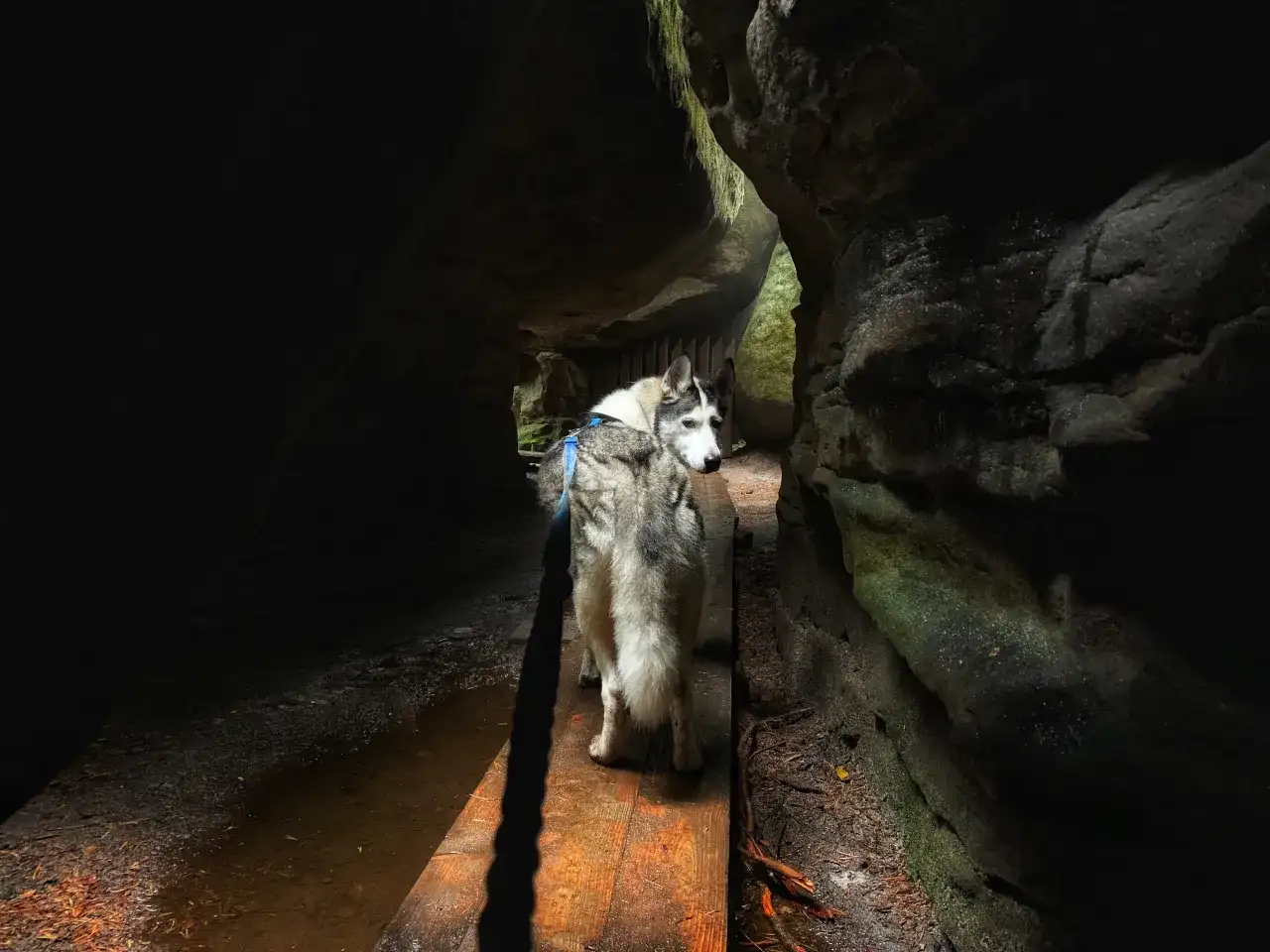 Góry Stołowe czy można z psem? Sprawdź zasady i trasy dla psów