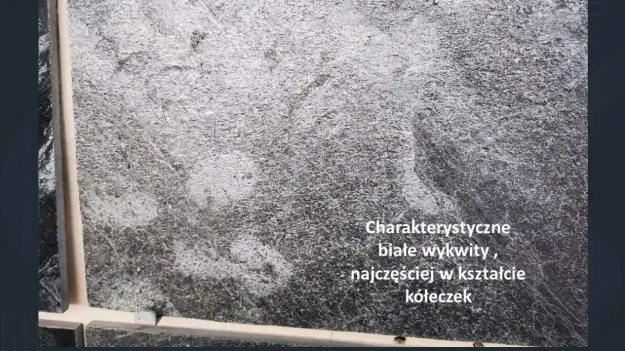 Szara kostka z charakterystycznymi białymi wykwitami, często w kształcie kółeczek, tworzącymi ciekawy wzór.