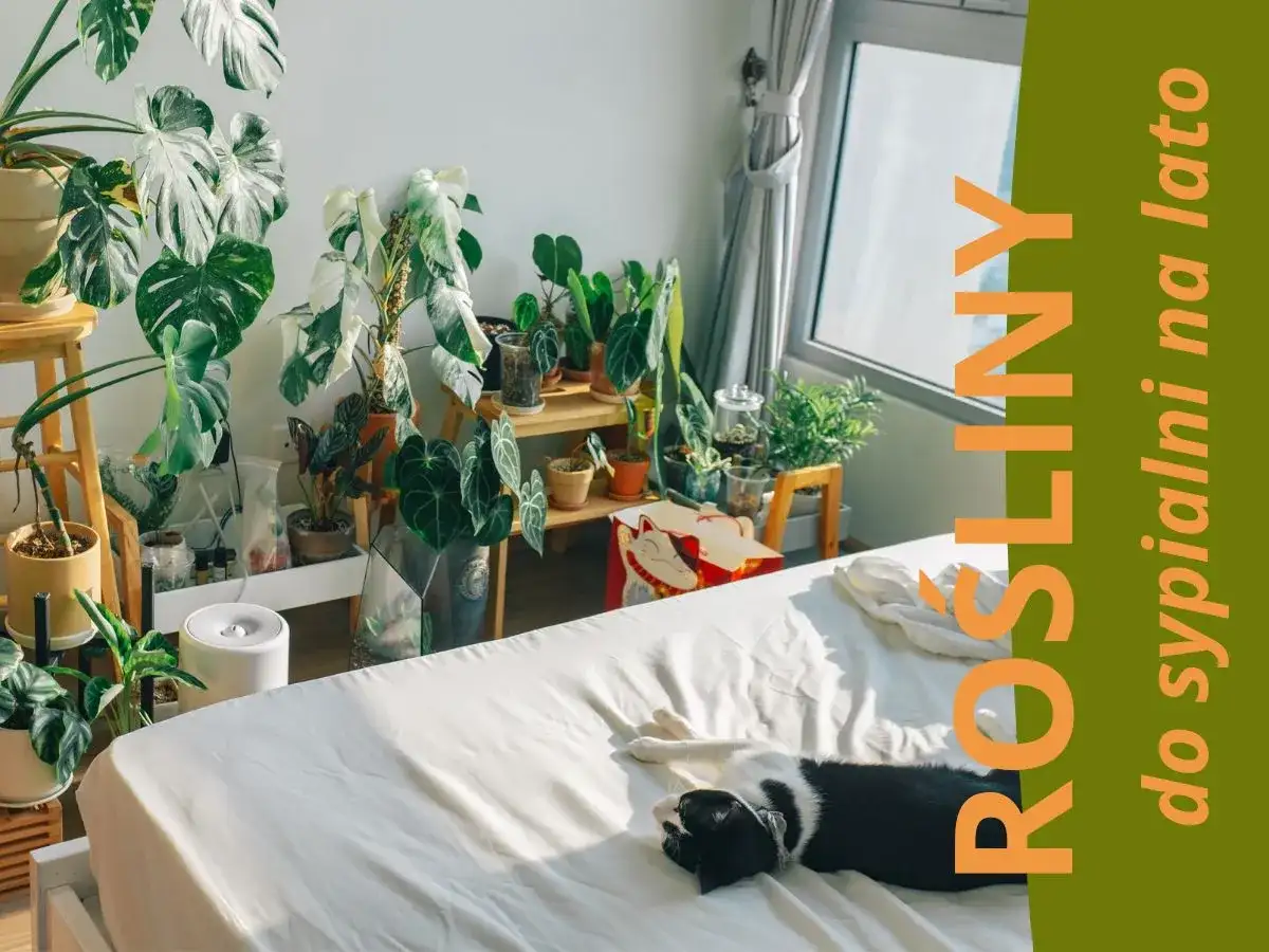 Sypialnia z wieloma roślinami doniczkowymi, kotem na łóżku i oknem.