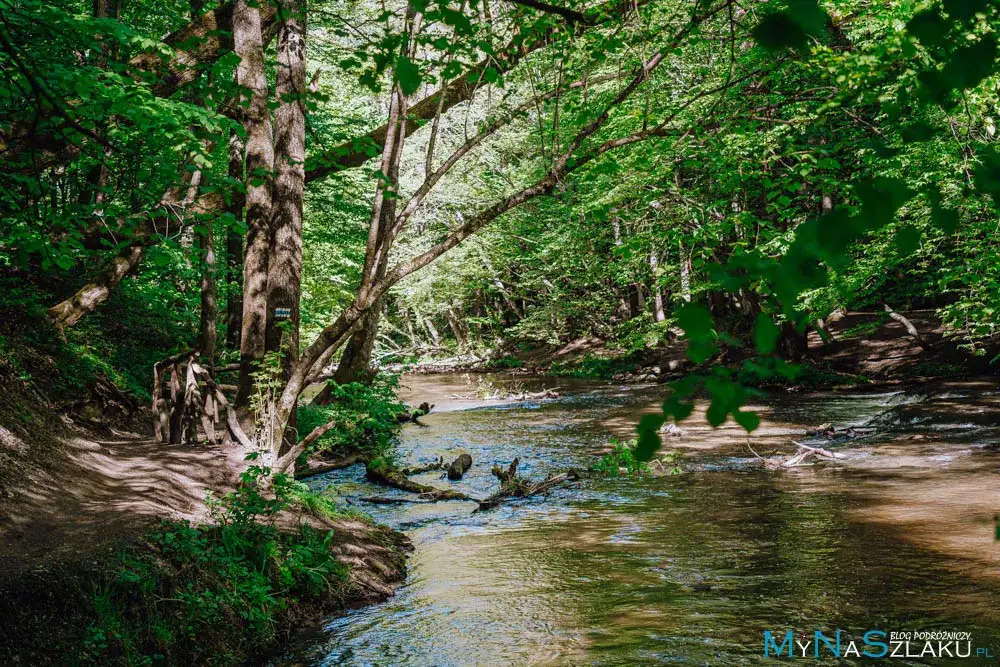 Lubelskie: Co zwiedzić? Perły renesansu i dzikie ostępy natury