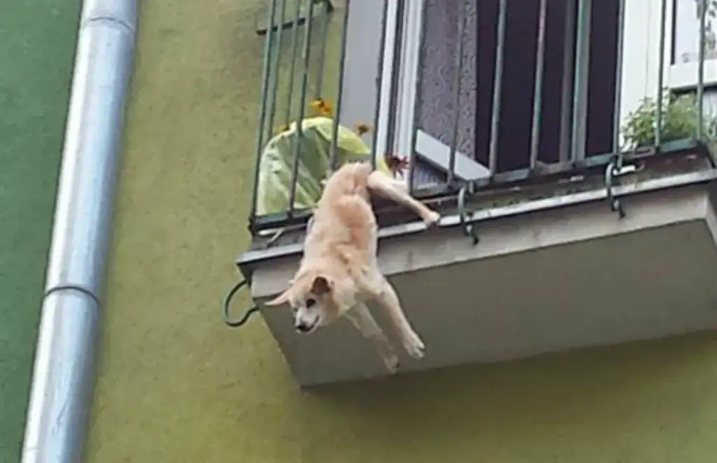 Jak zabezpieczyć balkon przed psem, aby uniknąć niebezpieczeństw?
