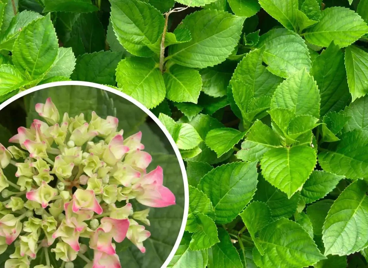 Kiedy hortensja ogrodowa wypuszcza liście? Poznaj kluczowe terminy