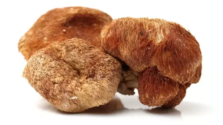 Soplówka jeżowata: 7 właściwości grzyba które cię zaskoczą