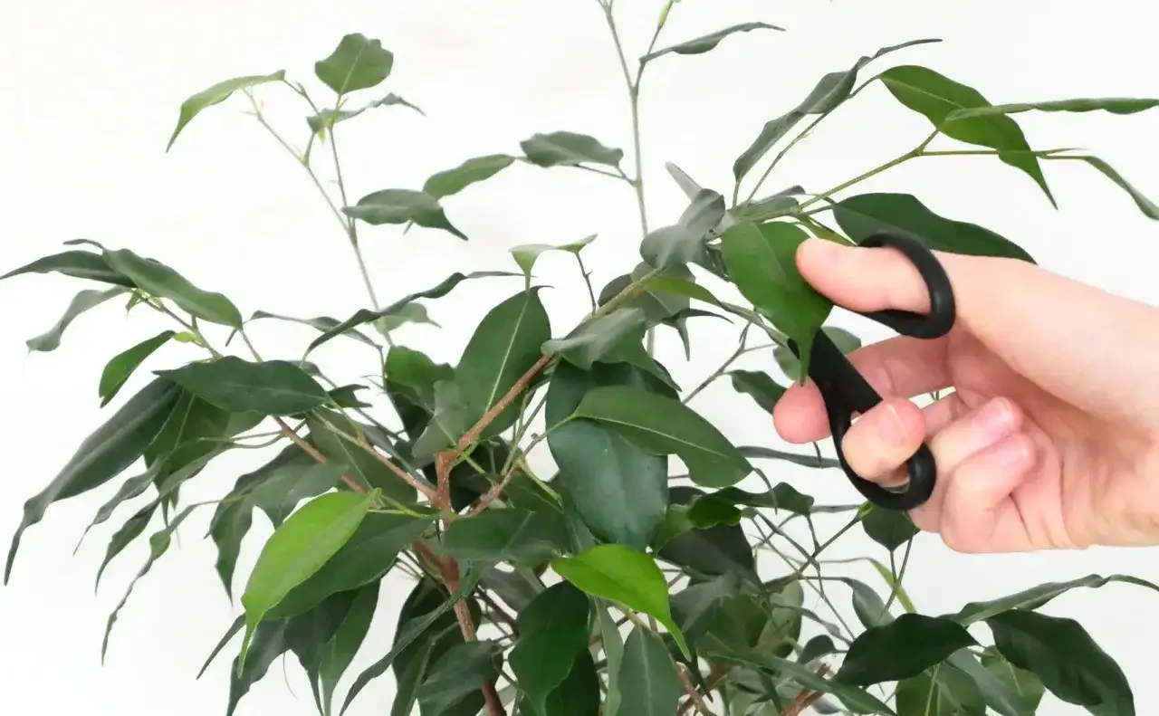 Dłoń z nożyczkami przycina zielone liście fikusa. Dowiedz się, jak przyciąć pachirę, przycinanie jest proste!