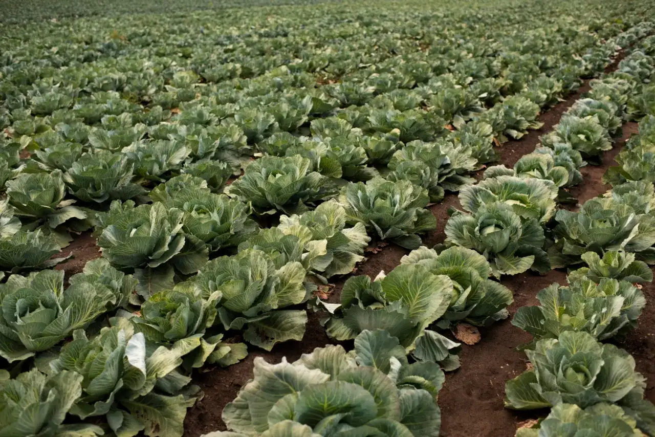 Kiedy jest sezon na młodą kapustę? Sprawdź, by nie przegapić!