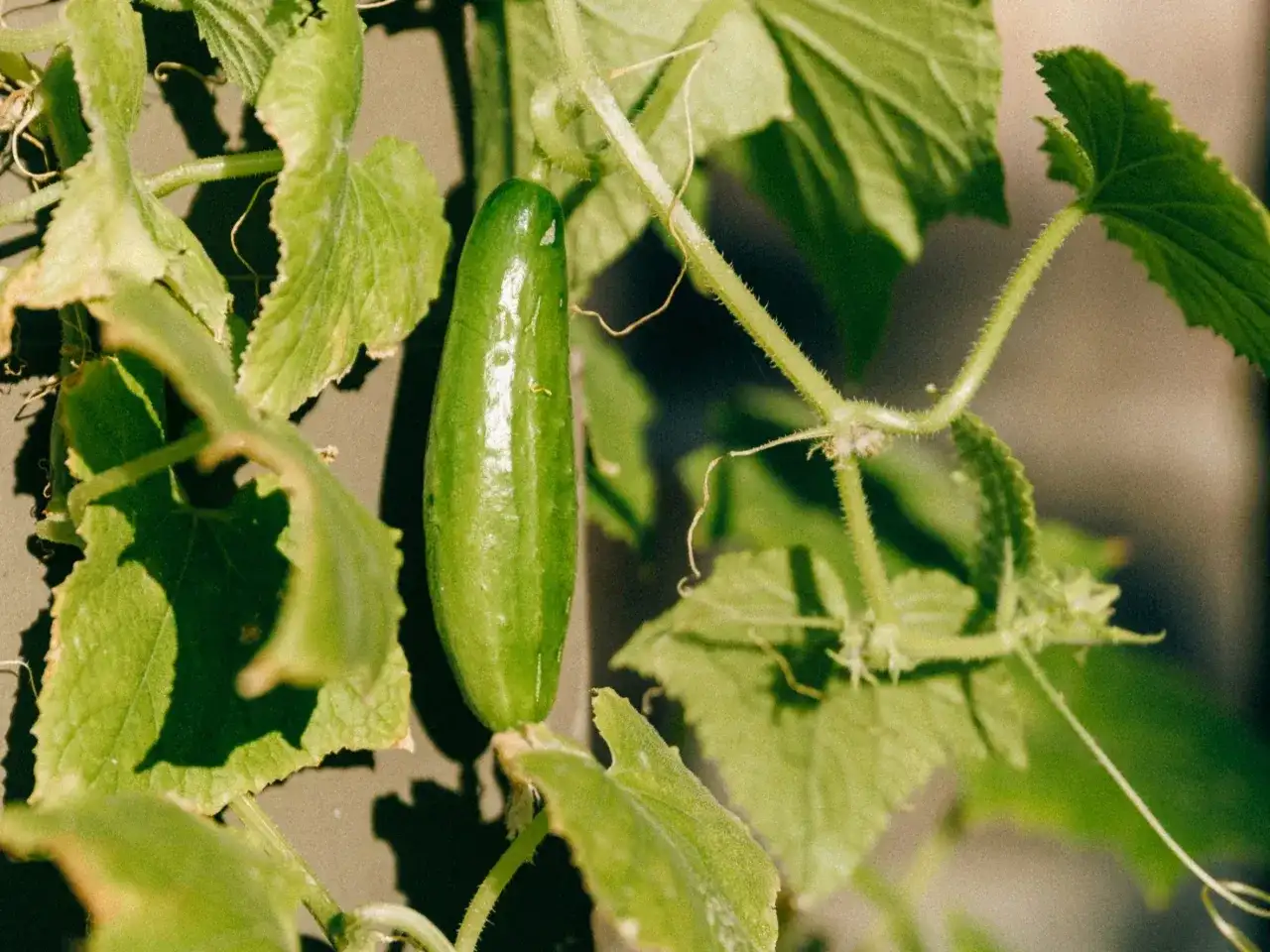 Młody ogórek na zielonej łodydze, otoczony liśćmi. Czy można sadzić ogórki po ziemniakach? To pytanie nurtuje wielu ogrodników.