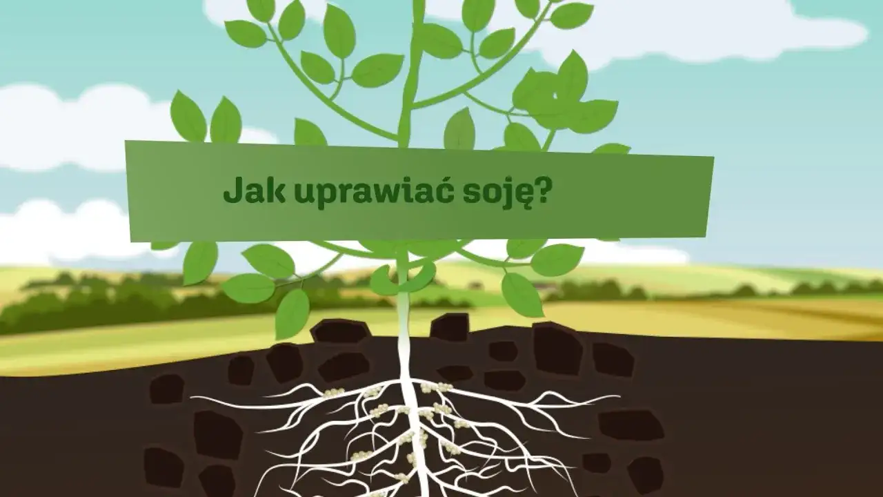 Jak uprawiać soję skutecznie i unikać najczęstszych błędów