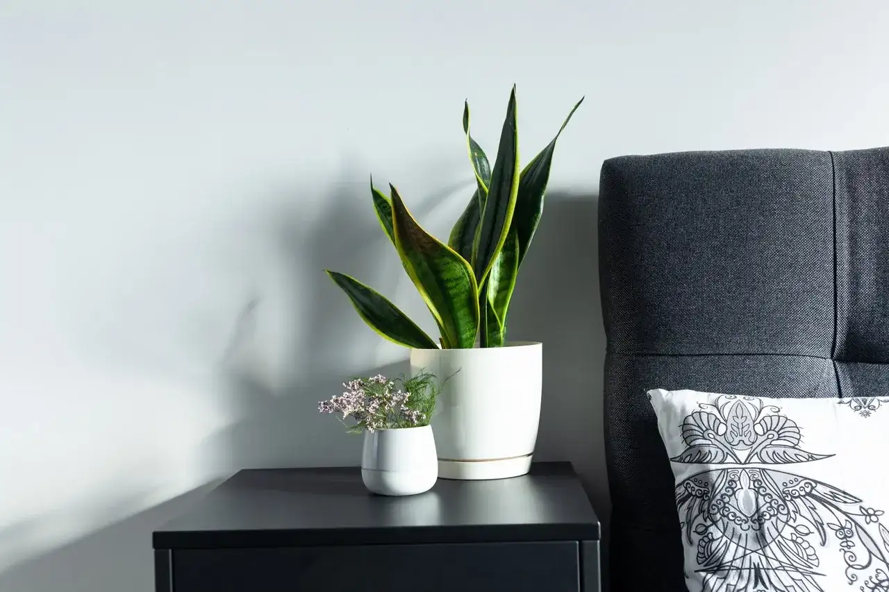 Kwiaty w sypialni: Które szkodzą snu i zdrowiu? Sprawdź!