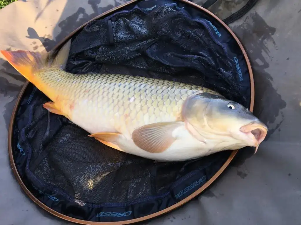 Najlepsze przynęty na karpia, które naprawdę przyciągają ryby