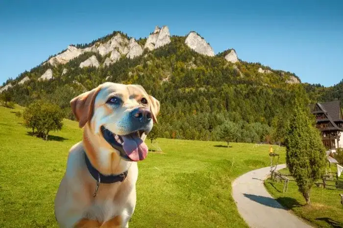 Góry z psem: Szlaki, przepisy, bezpieczeństwo. Uniknij mandatu!