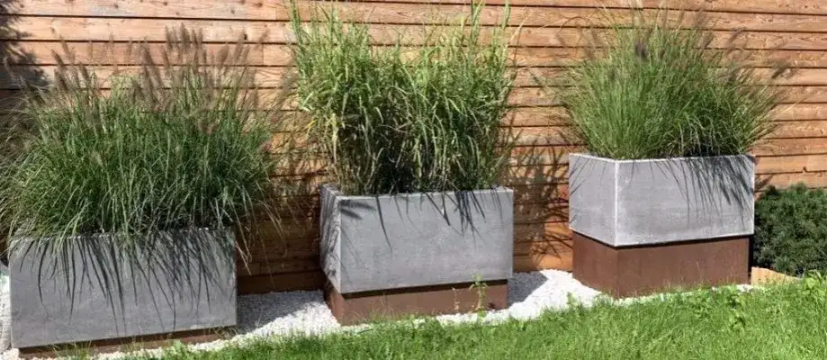 Jaką donicę wybrać do trawy pampasowej, aby uniknąć problemów?