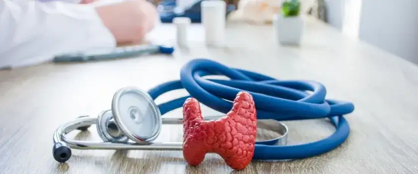 Gdzie leży tarczyca? Odkryj jej położenie w szyi i funkcje