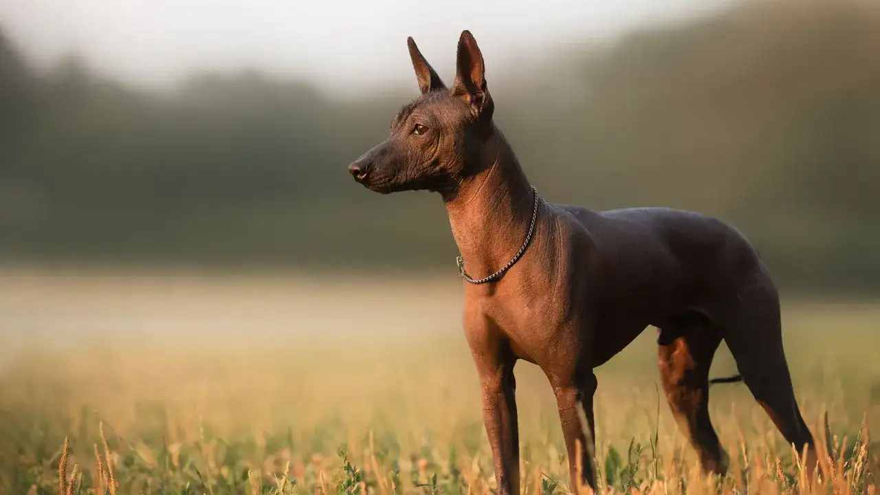 Psy dla alergików: Rasy, porady i jak uniknąć uczulenia