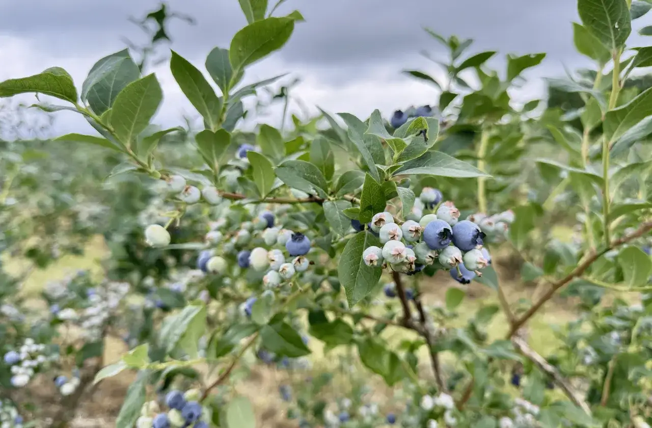 Borówka amerykańska: ile zarobisz? Dniówka 540 zł to realność?