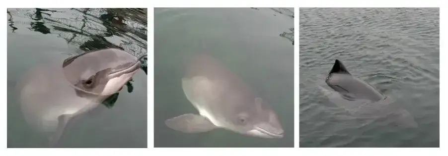 Czy delfiny są w Bałtyku? Rzadkie obserwacje i ich zagrożenia