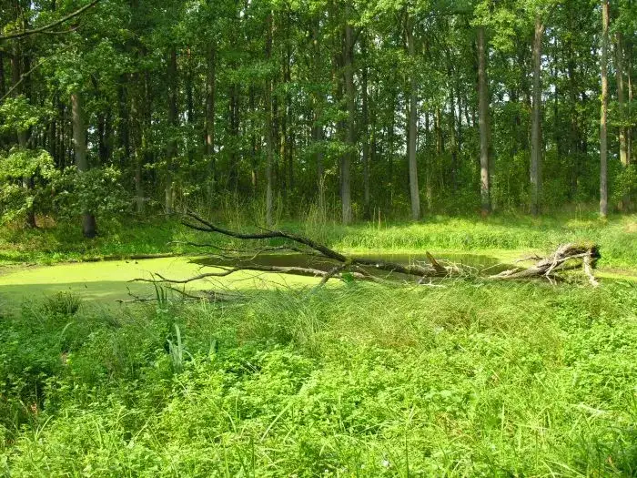 Rezerwaty przyrody w Wielkopolsce: gdzie warto się wybrać i co zobaczyć?