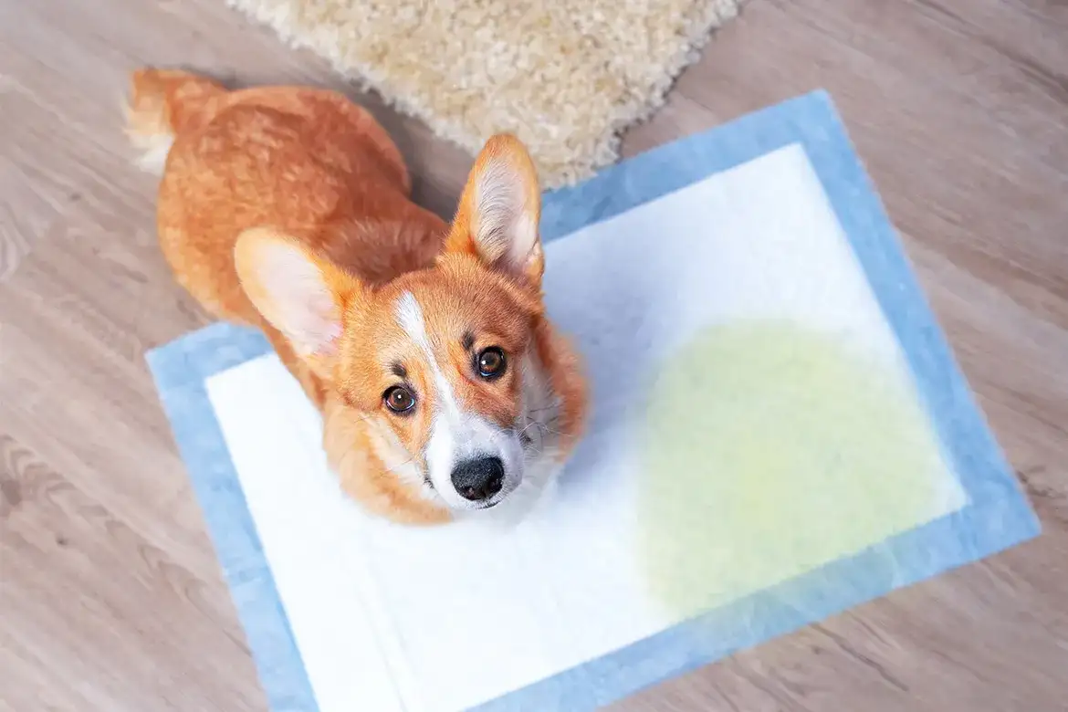 Jak nauczyć szczeniaka czystości: Proste metody i skuteczne porady