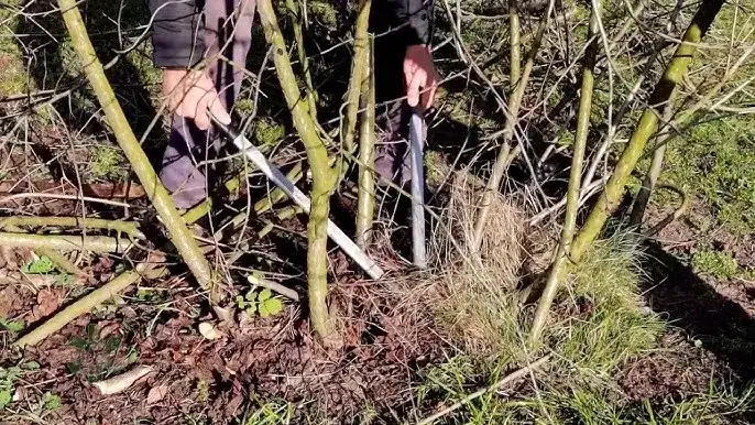 Jak przycinać aronię, aby uzyskać lepsze plony i zdrowe krzewy