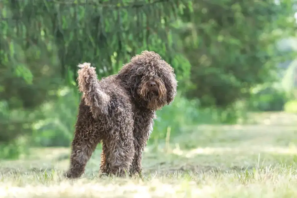 Szczeniak rasy Barbet: wszystko, co musisz wiedzieć przed zakupem