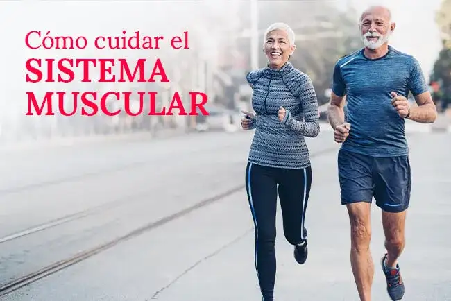 El funcionamiento del sistema muscular: cómo mejora tu vida diaria