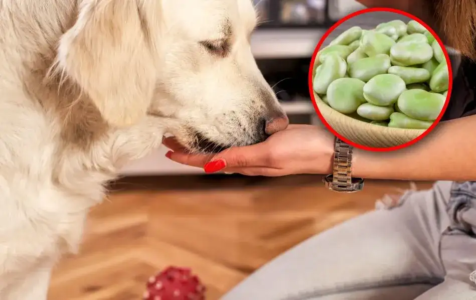 Uwaga! Czy pies może jeść bób? Poznaj zagrożenia dla zdrowia swojego pupila