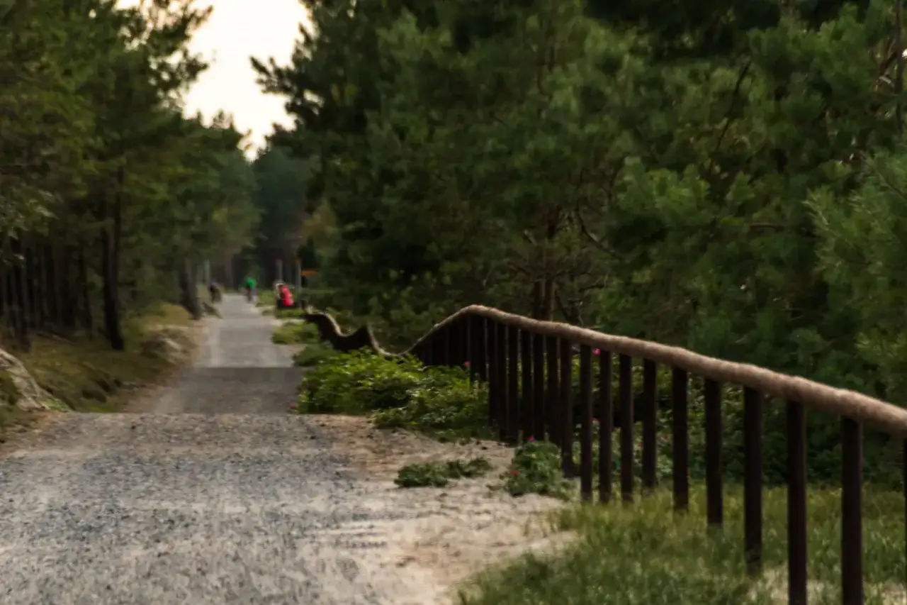 Droga przez las, idealna na rowerową wycieczkę. Zastanawiasz się, ile jest kilometrów z Gdańska do Krynicy Morskiej?