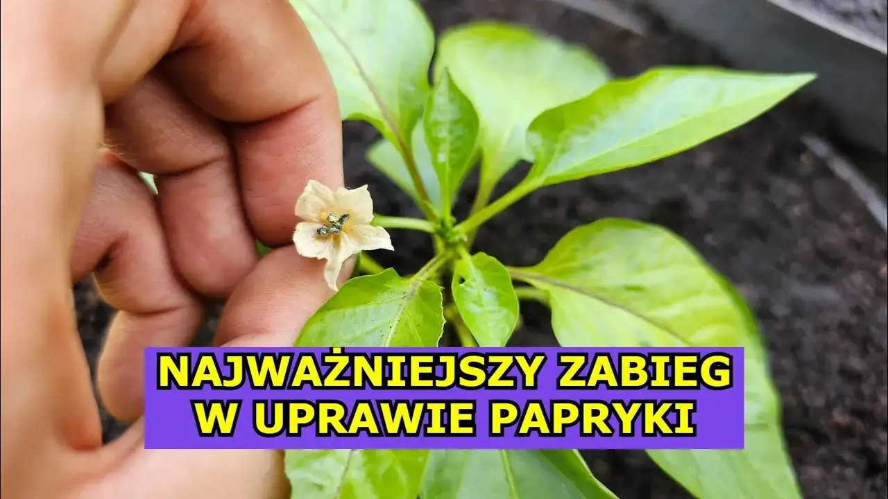 Jak kwitnie papryka? Odkryj sekrety udanego kwitnienia roślin