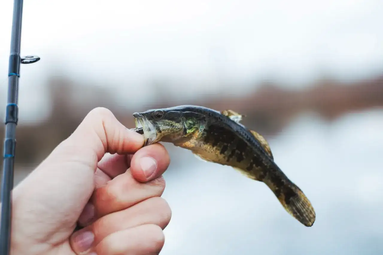 Domowa zanęta na lina: 3 przepisy, które łowią duże ryby!