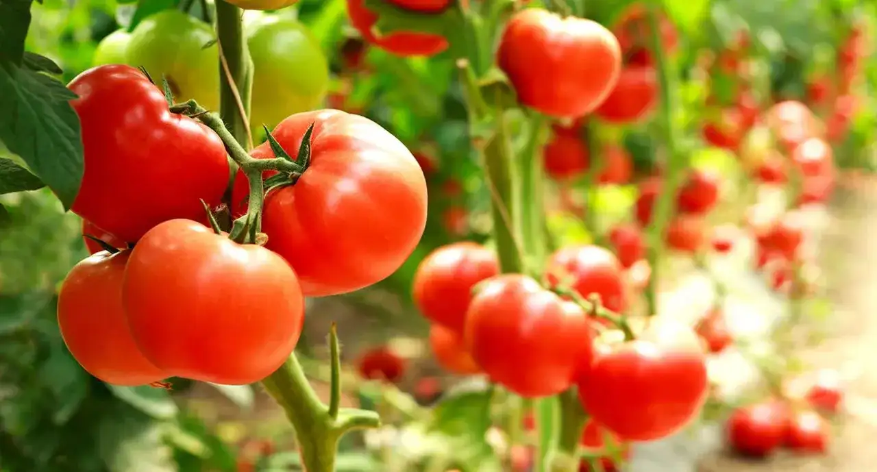 Jak siać pomidory do gruntu: 5 kroków do bujnych plonów