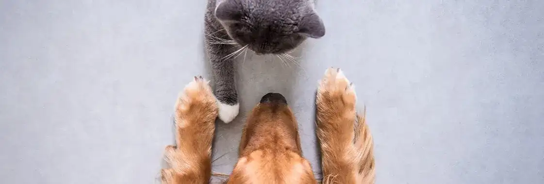 Jak oswoić kota z psem: Efektywne sposoby na udaną integrację