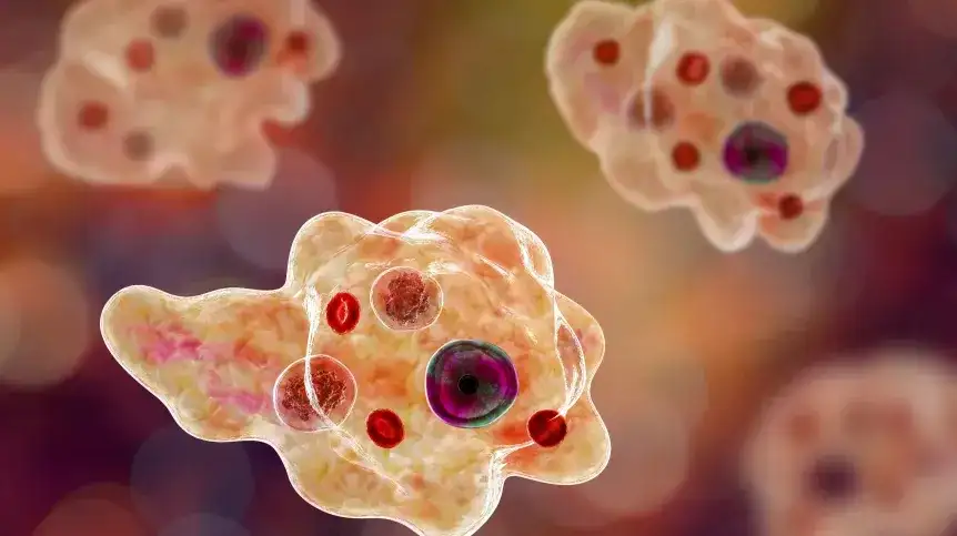 Ameba czym się żywi – zaskakujące fakty o ich diecie i wpływie na zdrowie