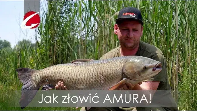 Czym zaciąć amura? Wybierz idealny haczyk i łów skutecznie!
