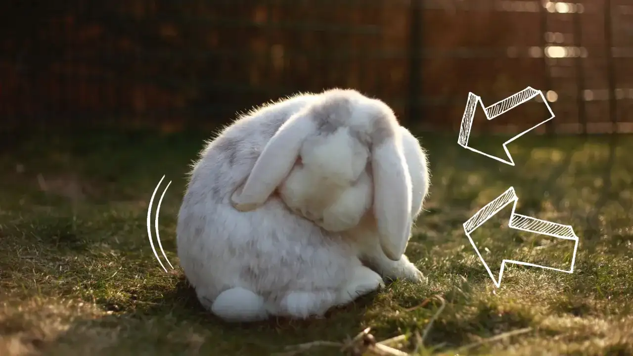 Biały królik z szarymi plamkami, siedzący na trawie, pokazuje jak królik okazuje radość, podskakując i kręcąc ogonkiem.