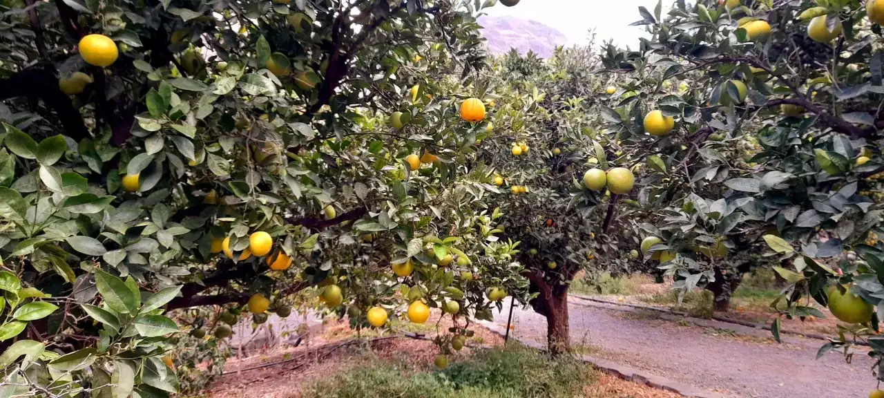 Kiedy sezon na pomarańcze? Sprawdź, kiedy są najlepsze owoce