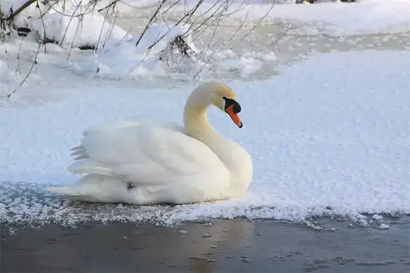 Czy łabędzie zimują w Polsce? Sprawdź, gdzie spędzają zimę i dlaczego