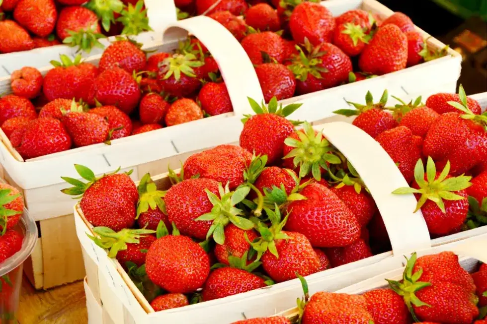 Ile można zarobić na zbiorze truskawek? Realne stawki i zarobki