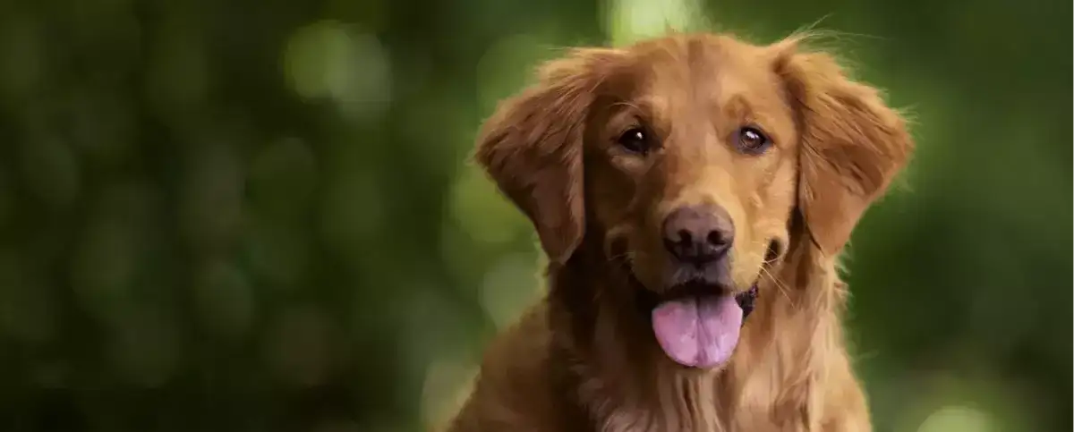 Ile trwa cieczka u golden retrievera? Odkryj, co musisz wiedzieć