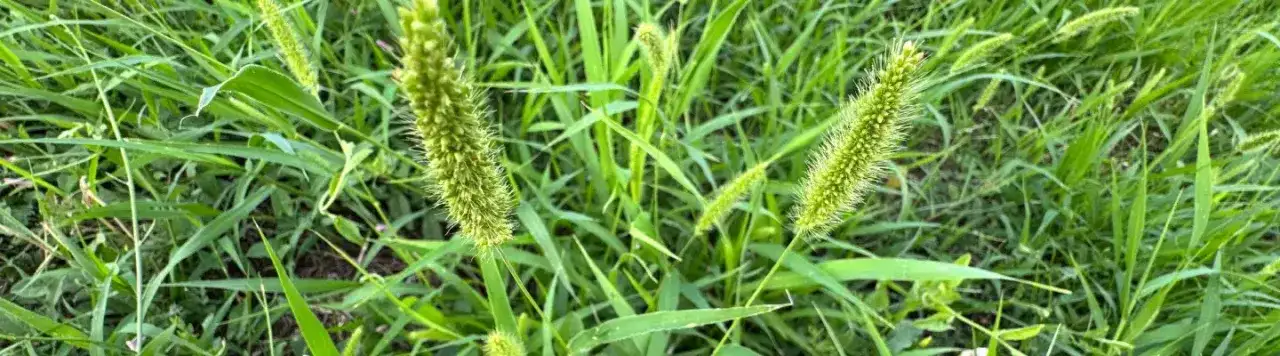 Wysoki chwast: jak go rozpoznać i skutecznie zwalczać w ogrodzie