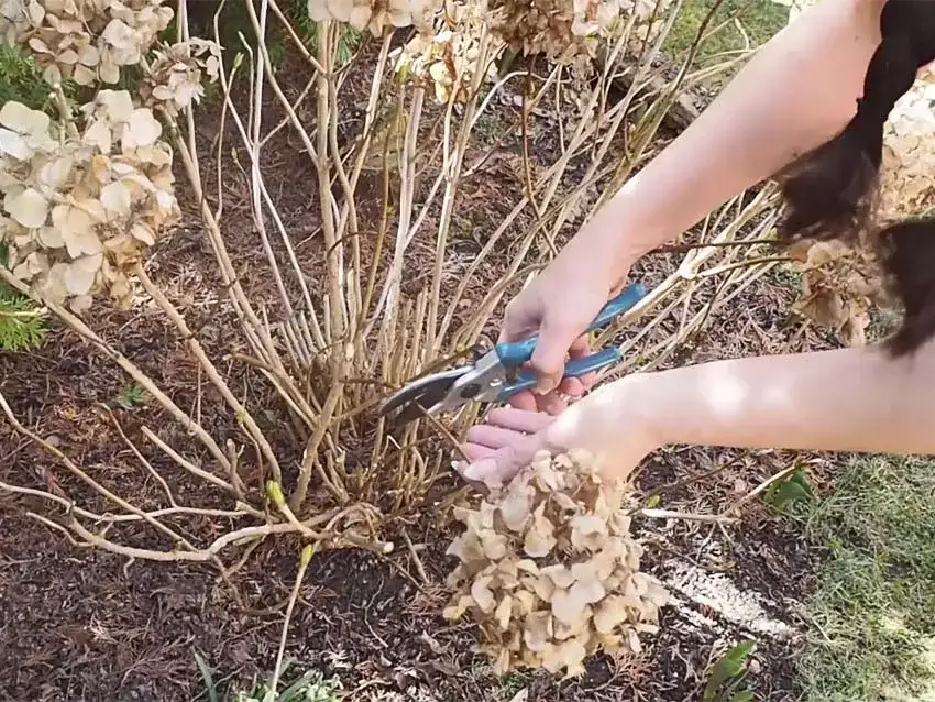 Hortensja ogrodowa: kiedy i jak ciąć, by obsypała się kwiatami?