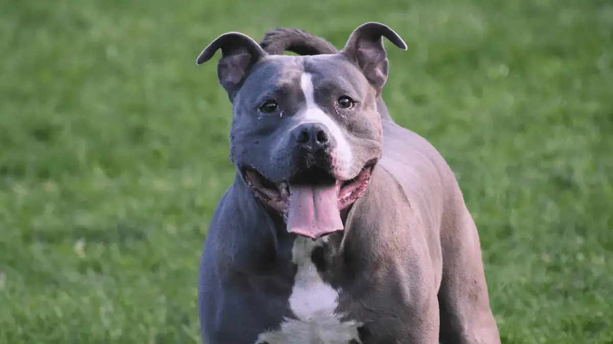 Samice pitbulli: charakterystyka, cechy i mity - co warto wiedzieć